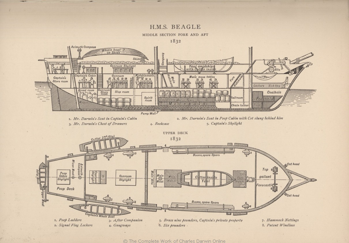 Beagle